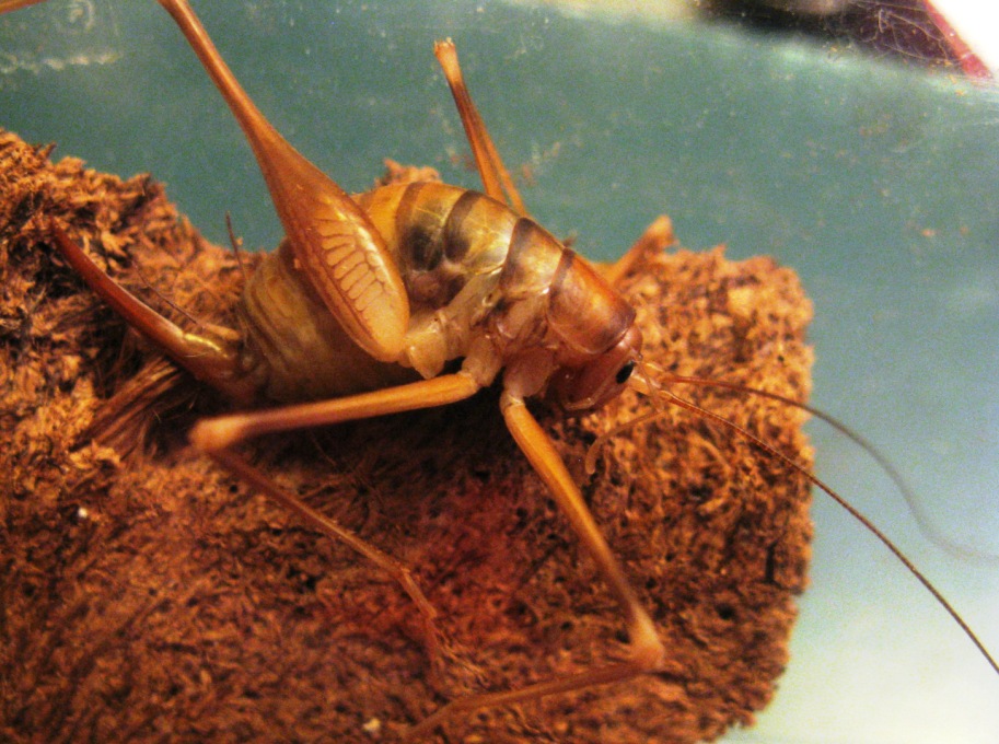 Quale Dolichopoda? Forse D.geniculata, trovata in Valtellina (SO)